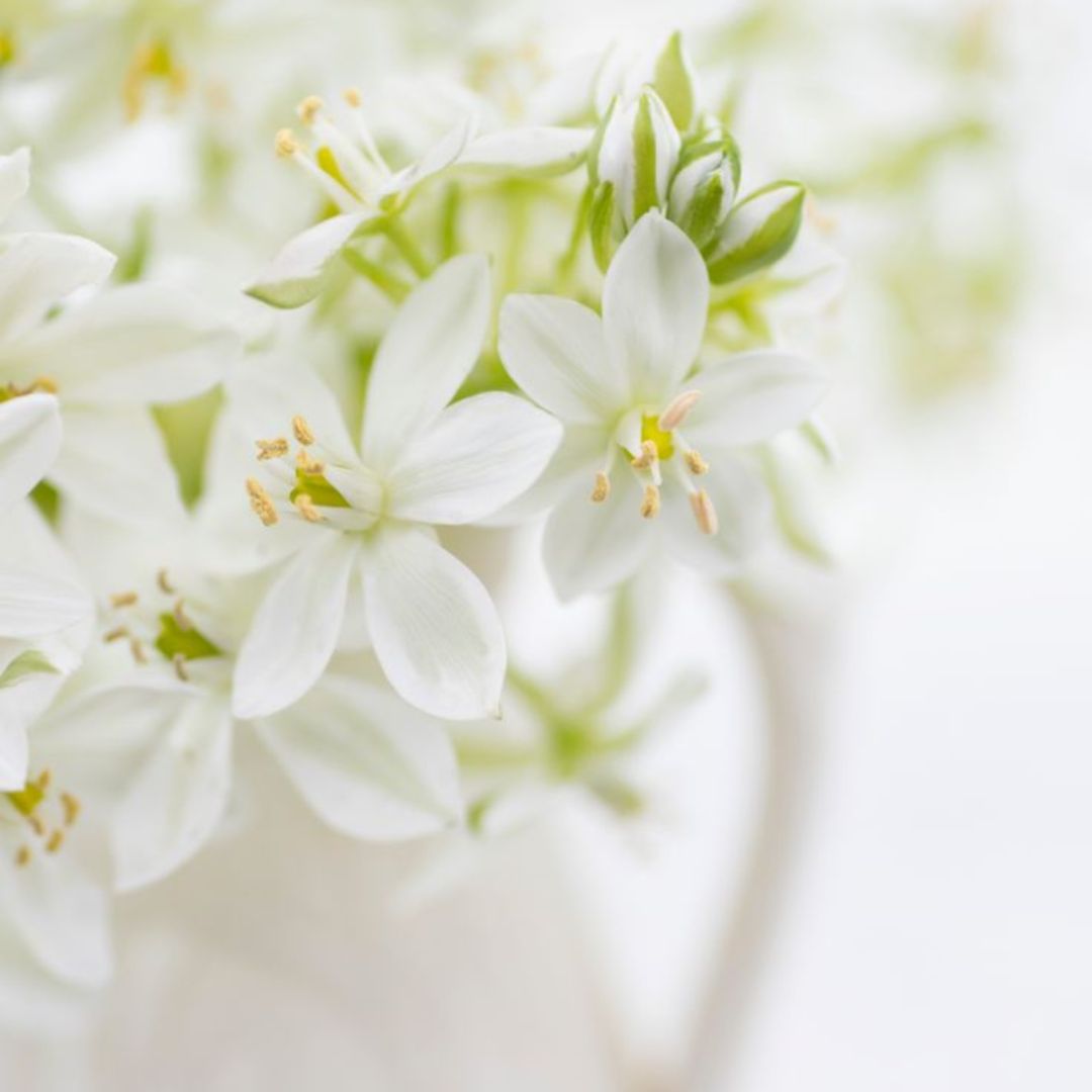 White flowers Candle