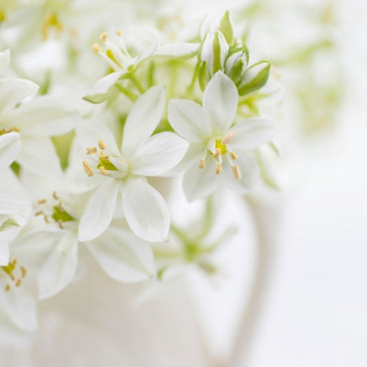 White flowers Candle