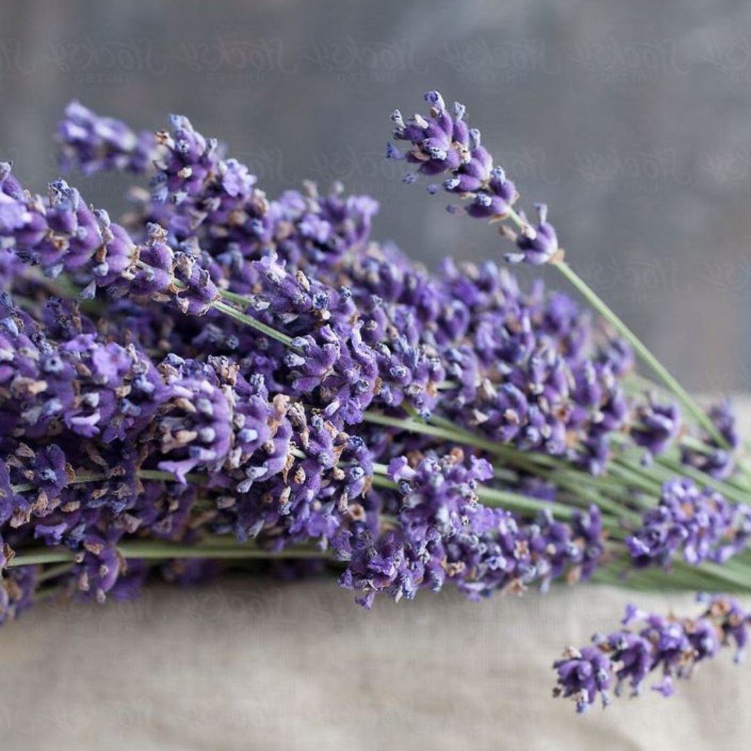 Lavanda francesa Candle