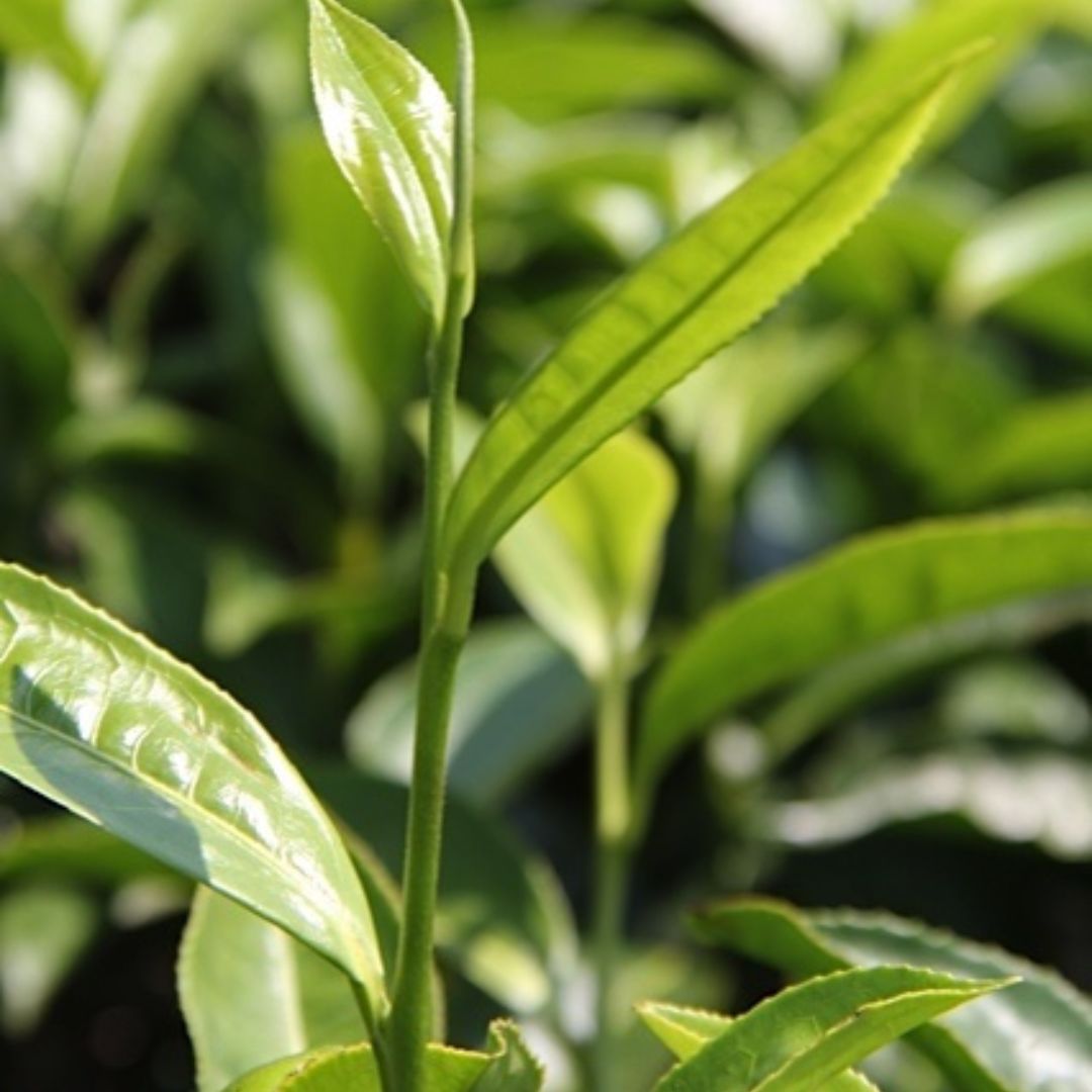 Té verde Home por mayor